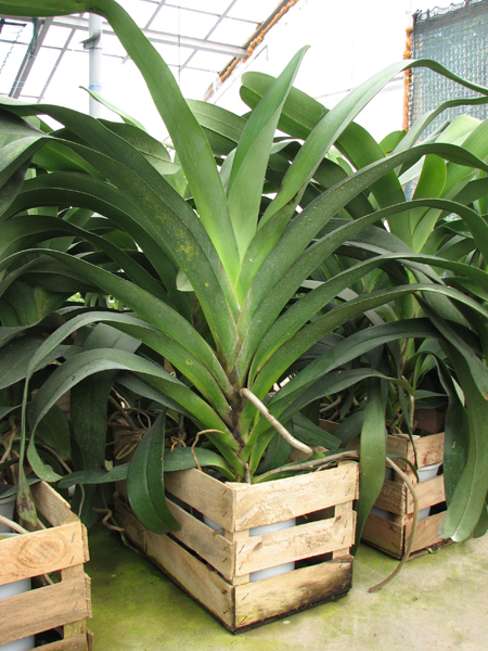 Angraecum Veitchii.jpg