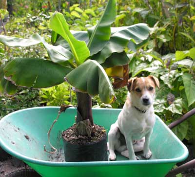 Musa Super Dwarf Cavendish