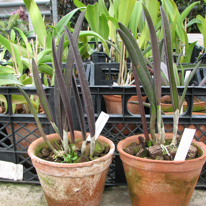 Brassavola Jiminy Cricket 'Superbug'.jpg