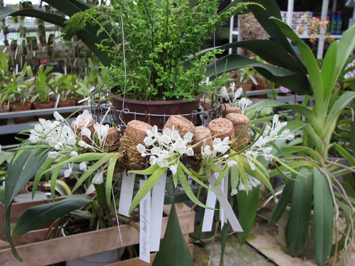 Podangis dactyloceras.jpg