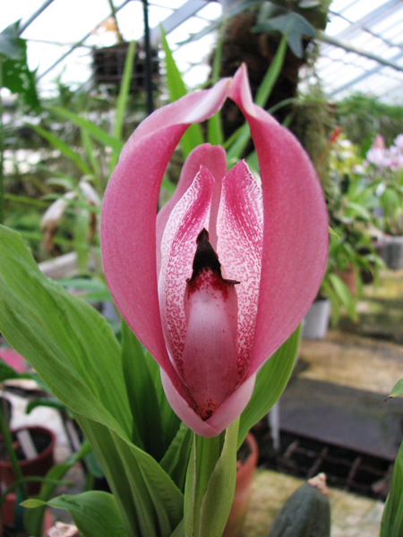 Angulocaste Pink Charm