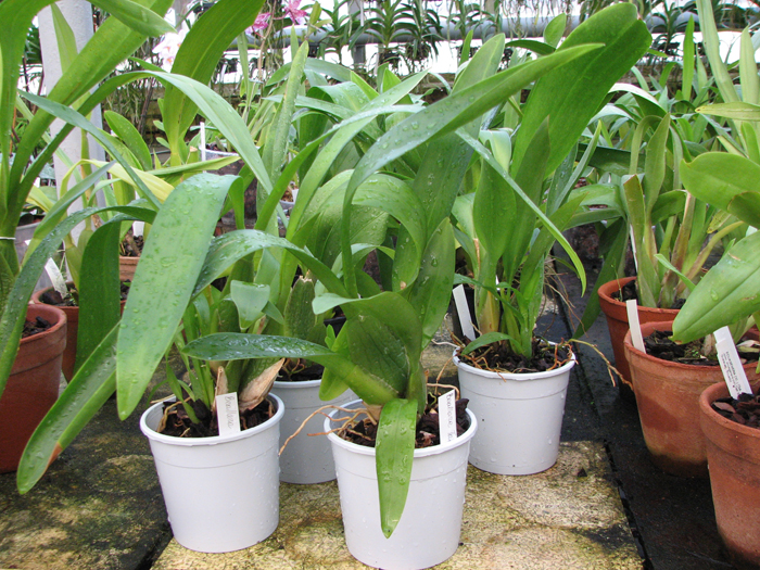 Beallara Tahoma Glacier 'Green'.jpg