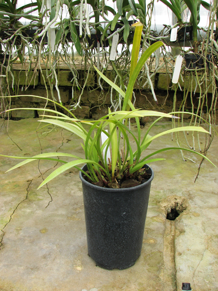 Cymbidium ensifolium 'Four Season'.jpg
