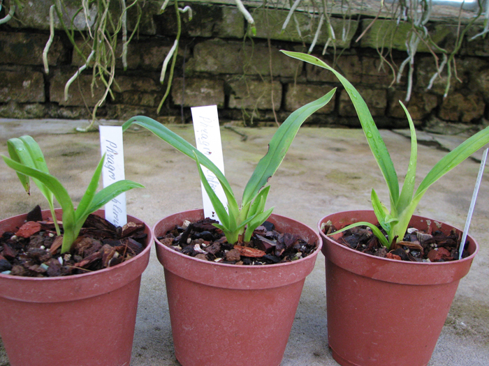 Phragmipedium schlimii.JPG