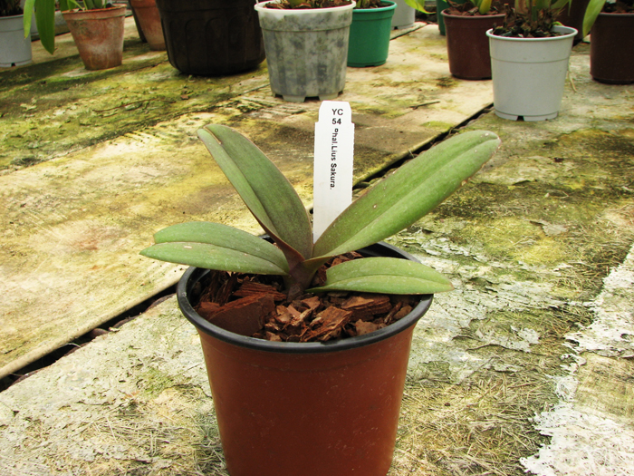 Doritaenopsis Lius Sakura.jpg