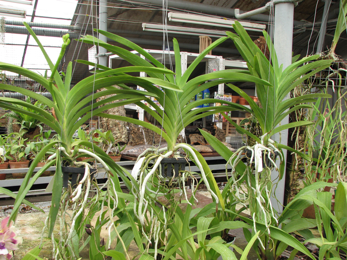 Vanda Fuchs Delight 'Blue Black'.jpg