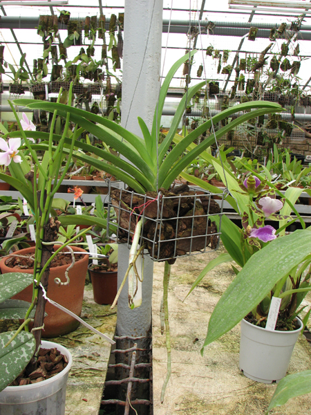 Ascocenda Ken Kone.jpg