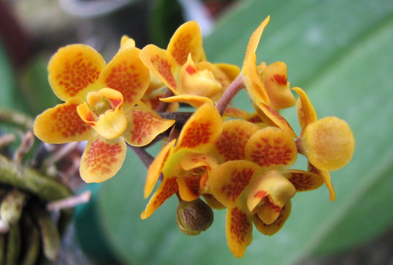 Chiloschista lunifera.jpg