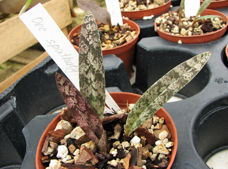 Oeceoclades spathulifera.jpg