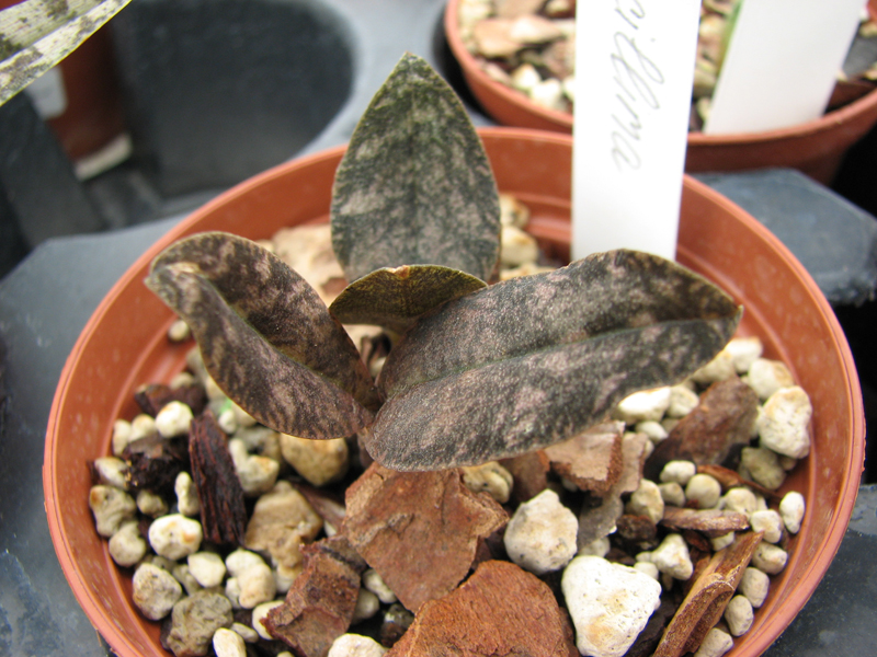 Oeceoclades gracillima.jpg