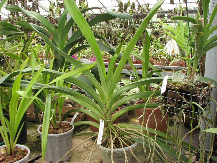 Angraecum eburneum.jpg