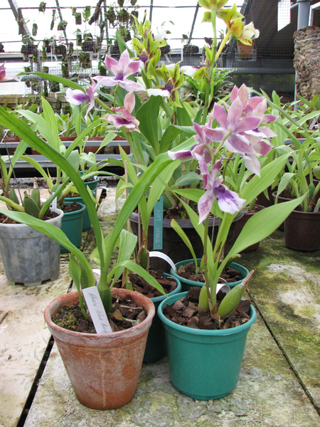 Zygopetalum 'Rhein Blue Angel'.jpg