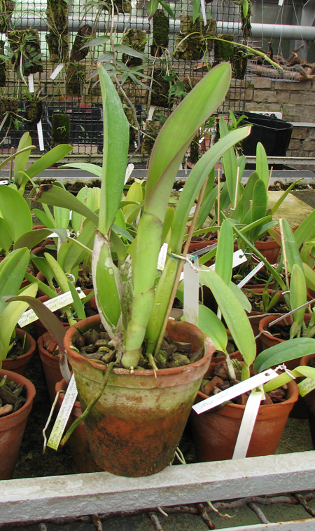 Cattleya trianae 'Fine Variety' (98-8) x Cattleya trianae 'Junio' (12-8).jpg