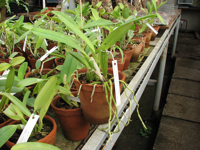 Cattleya trianae pincelada 'Taky-Huaylla' x Cattleya trianae integra orlata vinho.jpg
