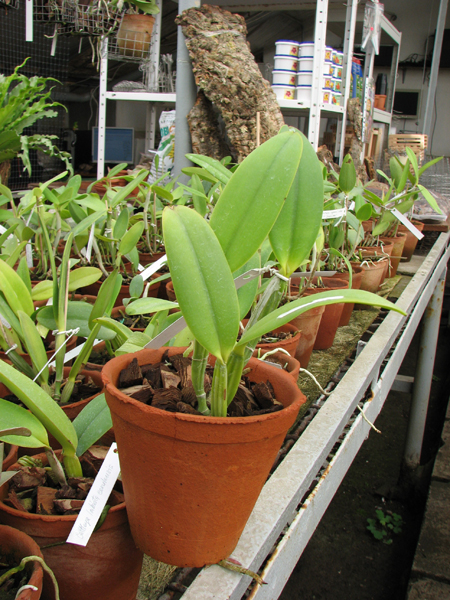 Cattleya lueddemanniana (Morena x OK-2) 'N 1' x lueddemanniana dark lip splash.jpg