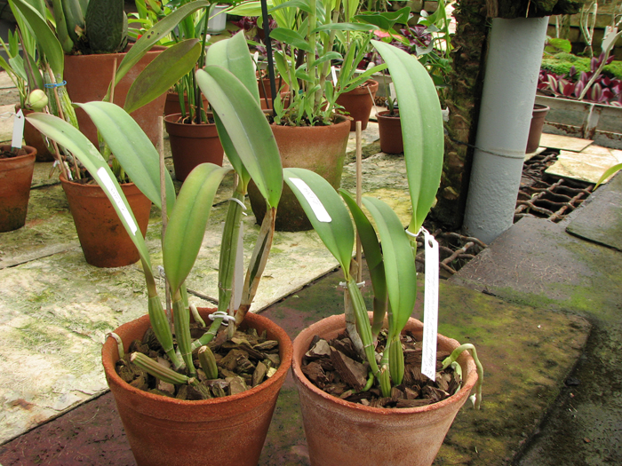 Cattleya lueddemanniana rubra 'Dark Giant' x Cattleya lueddemanniana escura 'Fennel'.jpg