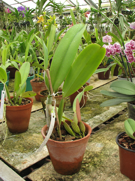 Cattleya trianae 'Leana' x Cattleya trianae 'Jean Groben'.jpg