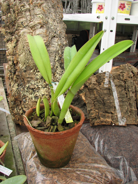 Cattleya trianae orlata 'TT' XXX x Cattleya trianae 'Cecilia' (04-8).jpg
