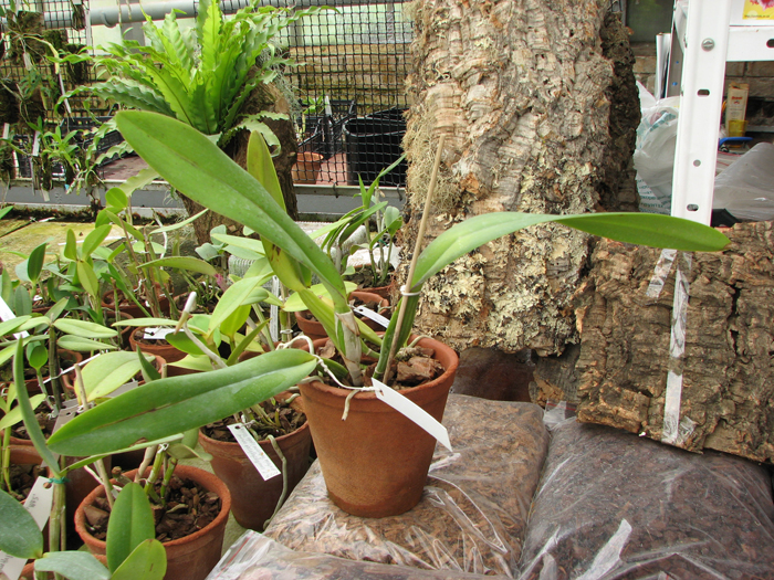 Cattleya trianae tipo 'Binotti' x trianae orlata 'Dan'.jpg