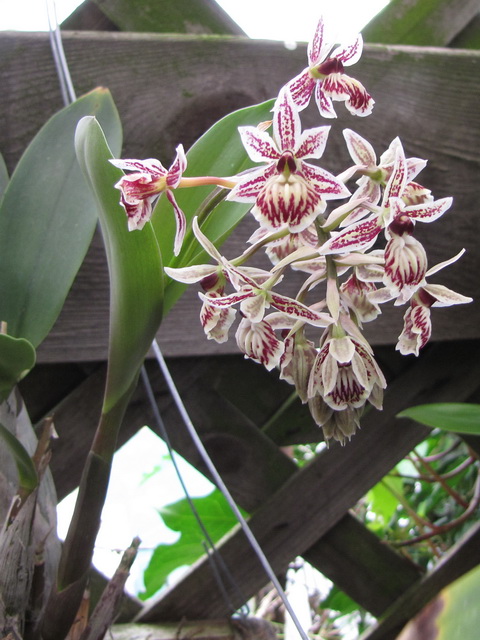 Копия Epidendrum marmoratum4.jpg