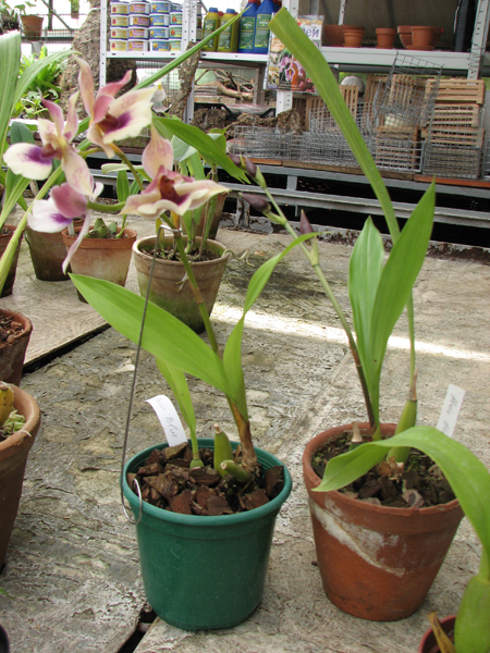 Zygopetalum 'Rhein Blue Angel'.jpg