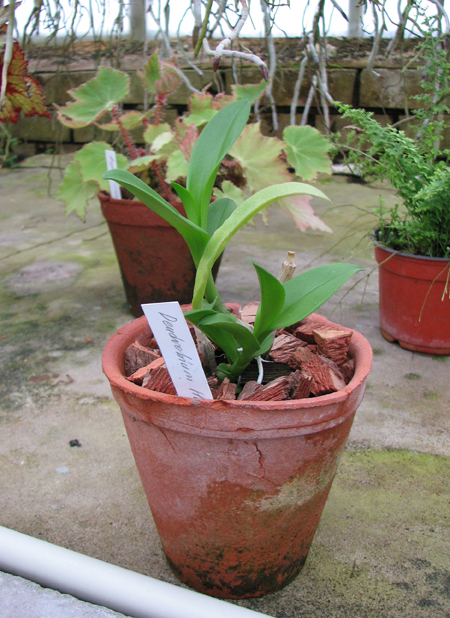 Dendrobium Helix.jpg