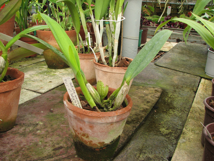 Cattleya labiata amesiana lineata 'AWZ' (Z-8) x Cattleya labiata amesiana lineata 'Pedra Azul'.jpg