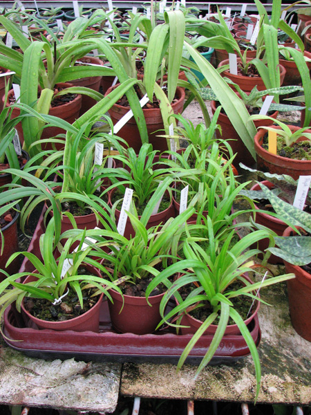 Phragmipedium pearcei x wallisii.jpg