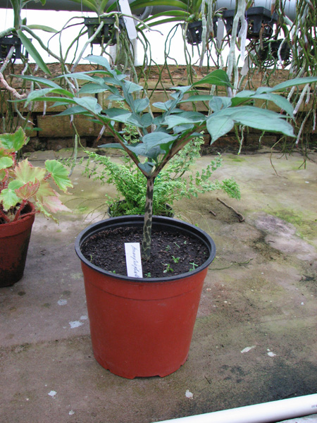 Amorphophallus paeoniifolius.jpg
