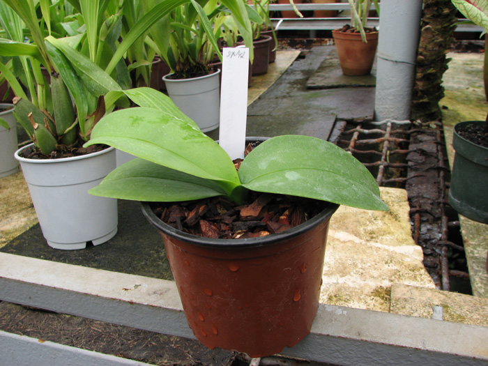 Doritaenopsis Shining Leopard.jpg