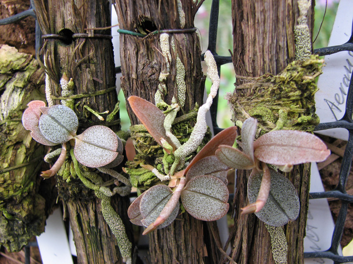 Aerangis punctata.jpg