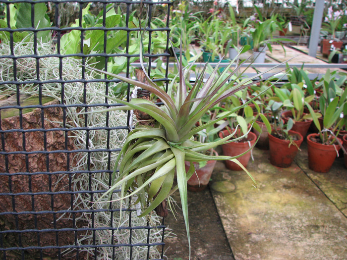 Till geminiflora.jpg