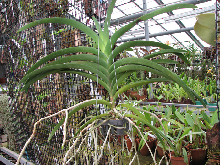 Vanda Sankamphaeng X V Chaiya.jpg