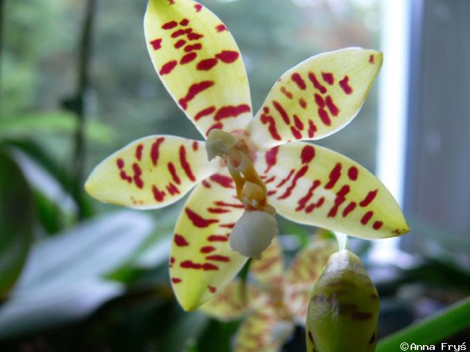 Phal.amboinensis%20x%20Phal.%20lamelligera[1].jpg