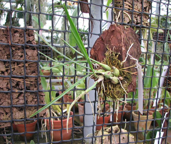 Encyclia bractescens.jpg