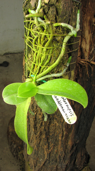 Phalaenopsis lueddemanniana.jpg