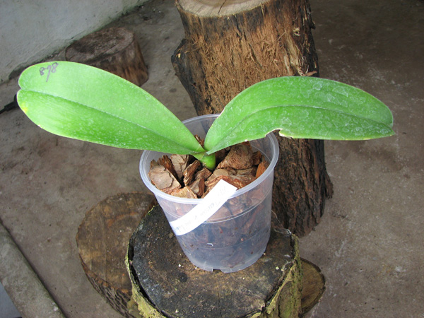 Doritaenopsis Taiwan Diamond 'Rainbow Cat.jpg
