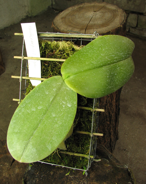 Phalaenopsis gigantea.jpg