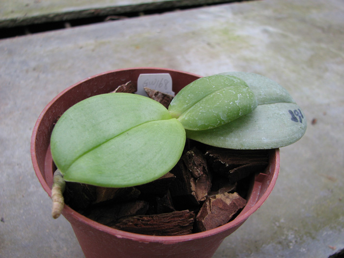 Phalaenopsis Auspice Knight 'Malayan'.jpg