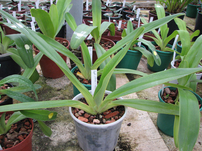 Paphiopedilum stonei x rothschildianum.jpg