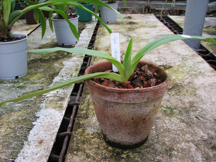 Paphiopedilum stonei.jpg