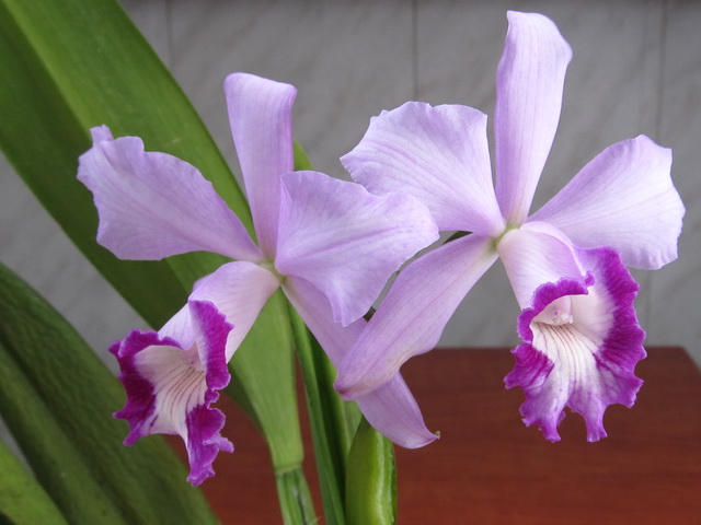 L.purpurata hybrid1.jpg