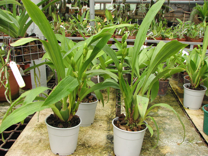 Zygopetalum hybrid 'Green'.jpg