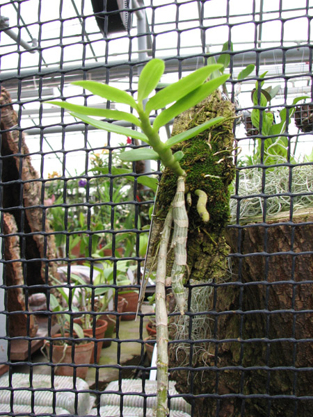 Dendrobium primulinum alba.jpg