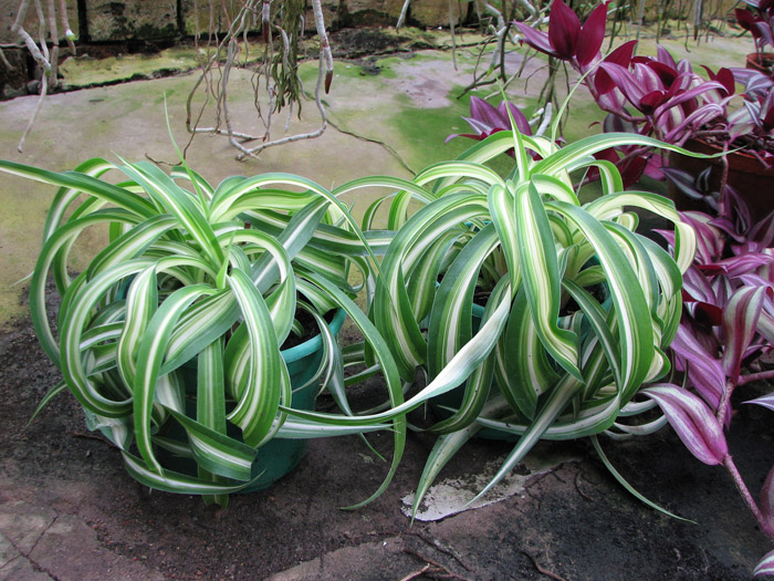 Chlorophytum comosum 'Bonnie'.jpg