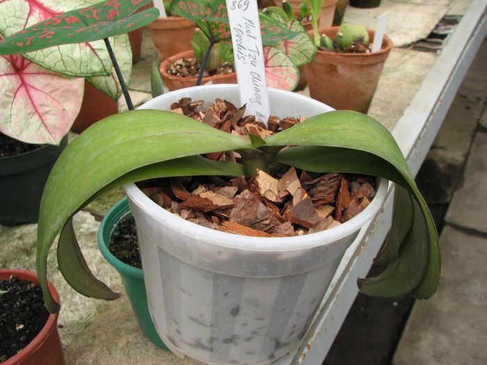 Phalaenopsis Tzu Chiang Balm 'ORCHIS'.JPG