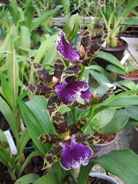 Zygopetalum hybrid 'Green'.jpg