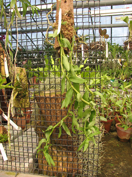 Dendrobium primulinum.jpg