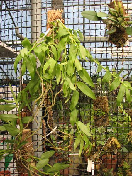 Dendrobium primulinum.jpg