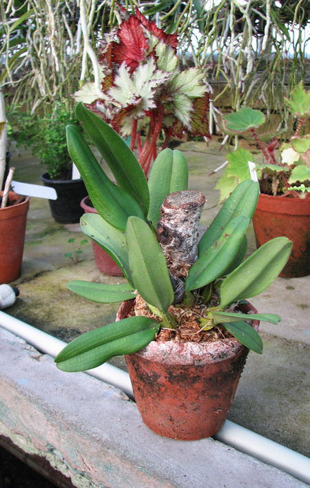 Bulbophyllum fascinator.jpg